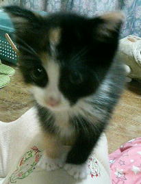 orihime